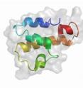 Model of the C5a molecule, part of the immune complement system.