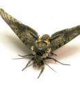 Researchers conditioned a moth to extend its proboscis in anticipation of a dollop of sucrose after being given a scent cue to study how the insect learned. Understanding how associations are built between stimuli and behavior can offer significant insights into how to build artificial systems to discriminate odors.
