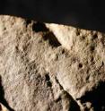 Pictured below is the trackway of one of the earliest animals, a multilegged creature that walked over the bed of an ancient sea once covering Nevada. The animal left behind a pair of parallel impressions -- small, round dots in the silt that later became rock. Pictured below is the trackway of one of the earliest animals, a multilegged creature that walked over the bed of an ancient sea once covering Nevada. The animal left behind a pair of parallel impressions -- small, round dots in the silt that later became rock.