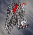 The new Scripps Research study reveals the structure of the human A2A adenosine receptor (sometimes referred to as the "caffeine receptor"), shedding light on the large and medically important family of G protein-coupled receptors.
