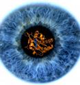 Image of the iris of researcher Clemens Heikaus' eye with a model of a GAF domain imbedded in the pupil. A messenger molecule binds to the GAF domain to regulate an enzyme, PDE6, that is central to the way light hitting the retina is converted to signals to the brain.