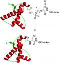 The chemical synthesis of a cysteine-modified glycosylphosphatidylinositol anchor provides access to homogeneous GPI-anchored prion protein through expressed protein ligation. By this method, it should be possible to investigate the influence of the complex post-translational GPI modification on protein structure and function.