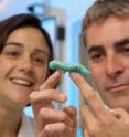 Dr. Nick Waterfield and Dr. Maria Sanchez-Contreras are studying bacteria that infect the Tobacco Hawk Tiger moth.