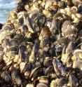 The California mussel (Mytilus californianus) employs so called MXR proteins that antagonize the accumulation of foreign chemicals in the tissue. Environmental chemicals can act as so called chemosensitizers and block the function of those molecular pumps.