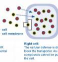 Left cell: The cellular defense works. The MXR transporter pumps potentially detrimental chemicals out of the cell.
Right cell: The cellular defense is disturbed by chemosensitizers that block the transporter. As a consequence the detrimental compounds cannot be pumped out and accumulate inside the cell.