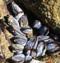 In an apparent survival strategy, mussels express their genes in cyclic waves that keep eating and growing processes separate.