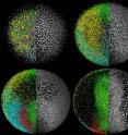 The montage shows the zebrafish digital embryo (left halves, colors encode movement directions of cells) and the microscopy data (right halves) at different time points in zebrafish development.