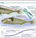 Different genes code for two different forms of stickleback fish and result in different fitness.
