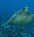 Green sea turtle (<i>Chelonia mydas</i>).