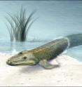 Fossil fish bridges the evolutionary gap between animals of land and sea.
