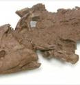 The head of a fossil specimen of Tiktaalik roseae.