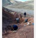 Scientists look for fossil evidence of Tiktaalik on Ellesmere Island, Nunavut Territory, Canada.
