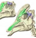 CT scan reconstructions of Corythosaurus; the nasal cavity is green, and the brain purple.