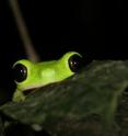 Frogs such as this lemur leaf frog are threatened by a fungus that can kill up to 90 percent of amphibians in a stream