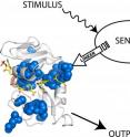 The scientists attached a light-sensing protein (sensor) from the oat plant to an enzyme from E. coli.  When they shined white light (stimulus) on the sensor, the enzyme's acitvity increased (output).