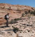 University of Utah geologist Winston Seiler walks among hundreds of dinosaur footprints in a "trample surface" that likely was a watering hole amid desert sand dunes during the Jurassic Period 190 million years ago. The track site, which also includes some dinosaur tail-drag marks, is located in Coyote Buttes North area along the Arizona-Utah border.