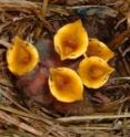 Male and female nestling starlings face different developmental costs as they compete for access to the limited resources provided by a low quality mother.