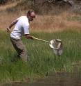 CU-Boulder assistant professor Pieter Johnson, netting frogs near Santa Clara, Calif., in 2007.