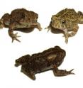 A new University of Colorado at Boulder study shows that American toads who mingle with gray tree frogs reduce their chances of being infected by an aquatic parasite that causes limb deformations, a finding with implications for the benefits of biodiversity on emerging wildlife species.