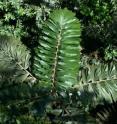 This palm is one of more than 1,100 tree species in a 25 hectare area. This palm is one of more than 1,100 tree species in a 25 hectare area.
