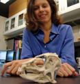Study co-author Laura Porro, a post-doctoral student at the University of Chicago, in the lab with a model skull from a full sized Heterodontosaurus.
