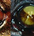 Left photo shows Gora's eye before tacrolimus implant placement. Eye is hazy and dark due to pigment and blood vessel infiltration as a result of the auto-immune corneal disease. Gora's sight was progressively failing despite medical therapy over the period of two years. 
Right photo shows Gora's eye 4 weeks after surgical placement of drug eluting implant. Haziness, blood vessels and pigment significantly regressed, and Gora was able to go back to full active duty due to significant improvement in vision.