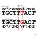 Most Y chromosomes have a T at a particular position along the chromosome (known as 13,479,028 or M172), but some have a G at this position. Lineages spread by the Phoenicians are enriched for the G.  The Phoenicians invented the alphabet, and if they had written down their genetic variant, this is how it would have looked.