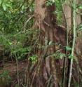 The distinctive trunk and aerial roots of the tropical tree Symphonia globulifera in a rain forest in Panama.