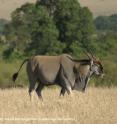 An old eland bull.