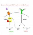 Molecular crosstalk between two B-cell surface receptors (green, Y-shaped B-cell receptor and orange cylinder-shaped BLyS receptor) balances the need to have enough B cells to drive a healthy immune response while at the same time guarding against autoimmunity.