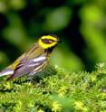 A Townsend's warbler perched in a tree.