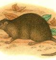 <i>Rattus nativitatis</i> went extinct on Christmas Island by 1908.