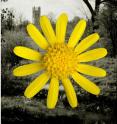 The head of an Oxford Ragwort (S. squalidus) superimposed on Oxford.
