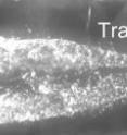 Microscopically magnified image of track 25, created by a particle from comet Wild 2 during its capture in aerogel, more informally known as "solid smoke." Four cometary particles are circled, including the ones designated Inti-B and Inti-C. Scientists had removed the larger Inti particle from the end of the track at right before the image was taken. The track measures less than a tenth of an inch long.