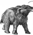 Drawing of a woolly mammoth.