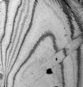 Nanodrumming of graphite, visualized with 4-D electron microscopy.