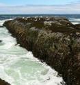 Rocks dominated with mussels represent a prominent habitat that may be in decline as ocean pH falls and acidity increases.