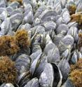Dead mussels as well as live mussels with open, eroded shells are possible symptoms of stress from declining ocean pH and increasing acidity.