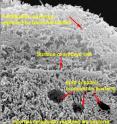 The invasion of dying Heliocidaris erythrogramma cells by bacteria can create a faithful replica. Scientists believe embryo fossils are actually a bacterial "sculpture" -- a vestige of the embryos' destruction