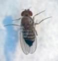 On the verge: Drosophila yakuba sometimes lays eggs that have already hatched. Its genome may help to reveal how animals make the switch to live birth.