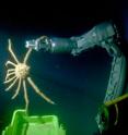 A spider crab (<i>Miopsis panamensis</i>) collected with the robotic arm of the DeepSee submersible at a depth of 130 meters during 2008 expedition to Gulf of California.