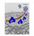 The researchers uncovered clues that may explain how and why a particular virus, called N4, injects an unusual substance -- an RNA polymerase protein -- into an E. coli bacterial cell.  In this cryo-electron micrograph image, an N4 phage virus is shown sitting on the surface of a bacterial cell.  It is injecting a molecule of DNA (shown in red, yellow, and blue) and four RNA polymerase proteins (shown in blue) into the bacterial cell.  In addition, the bacterial cell's DNA (shown in gray) is visible at the bottom of the image.