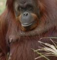 This orangutan's spontaneous whistling is providing scientists at Great Ape Trust of Iowa new insights into the evolution of speech and learning.