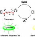A new family of reactive oxygen species (ROS) probes -- called hydrocyanines -- is synthesized by reducing a cyanine dye with sodium borohydride. Reacting with an ROS oxidizes the hydrocyanines into fluorescent cyanine dyes.