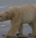 May switch to eggs: sub-adult male polar bear near Churhchill, Manitoba, Canada.