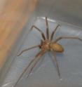 Brown recluse spider.