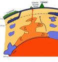 Researchers have linked two giant plumes of hot rock deep within the earth to the plate motions that shape the continents. This new drawing of Earth's interior is based on one originally developed by study co-author Louise C. Kellogg of the University of California, Davis and her colleagues in 1999. A giant plume of hot rock called a "superpile" (orange) sits atop Earth's core (red), while the remnants of two subducted continental plates (blue) sink down on either side of it. A magma plume (orange with red outline) can be seen rising from the superpile to the surface as a hotspot that creates island chains such as Hawaii.