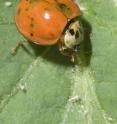 A ladybird beetle, or ladybug. A ladybird beetle, or ladybug.