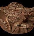 The photo depicts the Oviraptorid dinosaur Citipati on a nest that was found in the Gobi desert of Mongolia by the American Museum of Natural History. It is one of  the specimens studied by Professor Gregory M. Erickson of Florida State University for the Dec. 19 <i>Science</i> paper "Avian Paternal Care Had Dinosaur Origin."