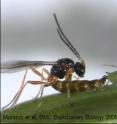 An aphid being parasitized by an aphidiinae wasp.
